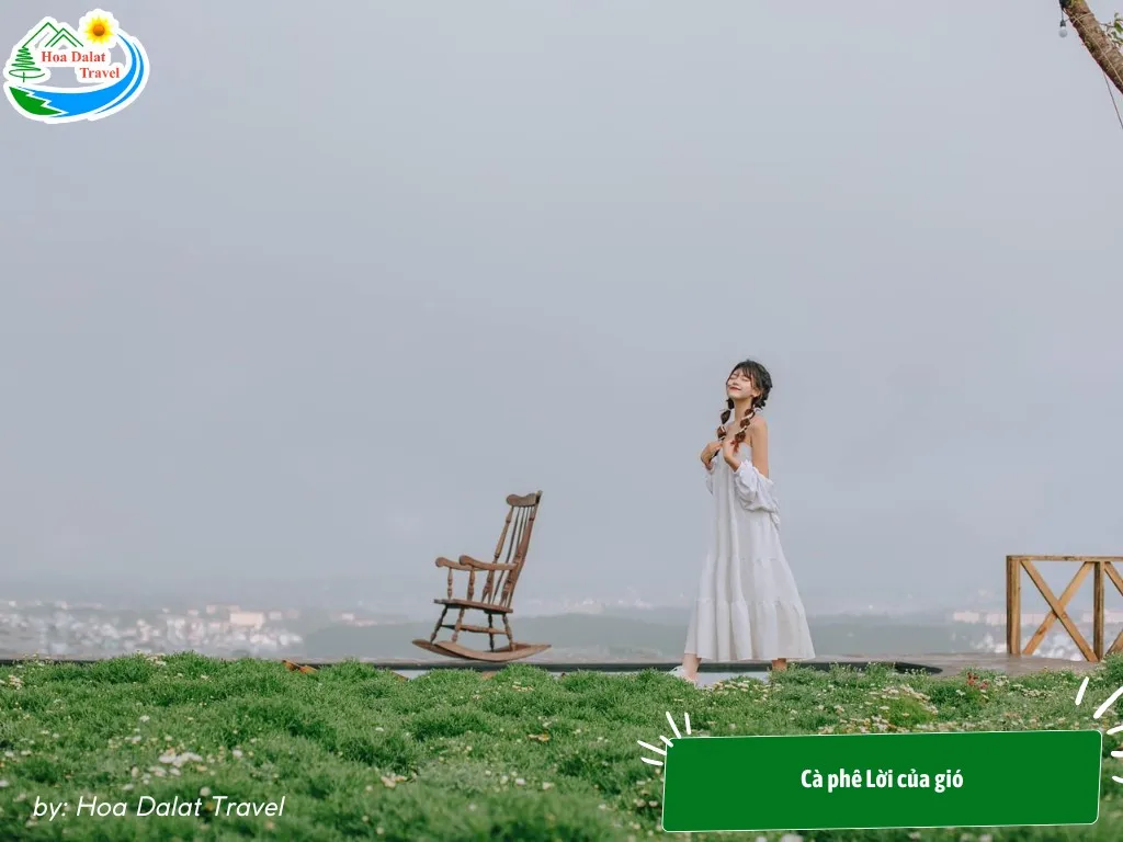 Taking photos in the chamomile garden with unique views at Loi Cua Gio Coffee Shop