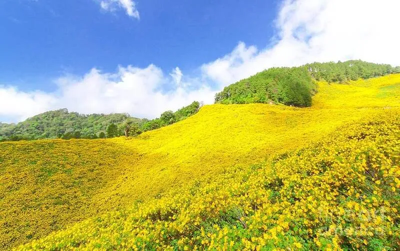 Wild sunflower road leading to Thien Son Suoi Nga, a free check-in spot loved by many young people