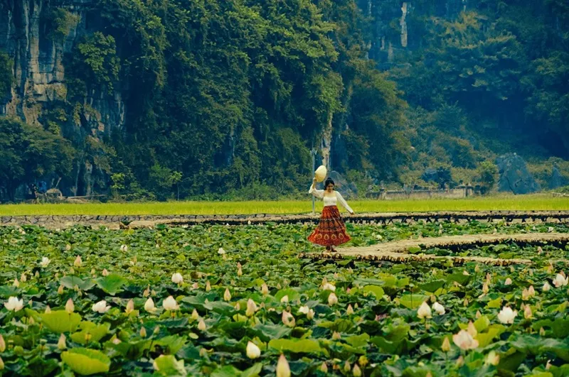 Đầm sen Hang Múa mùa hè rực rỡ