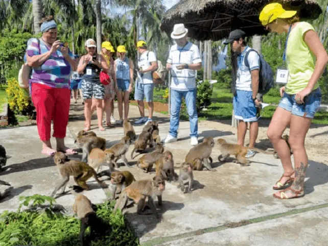 Monkey Island Can Gio attracts tourists with friendly monkeys