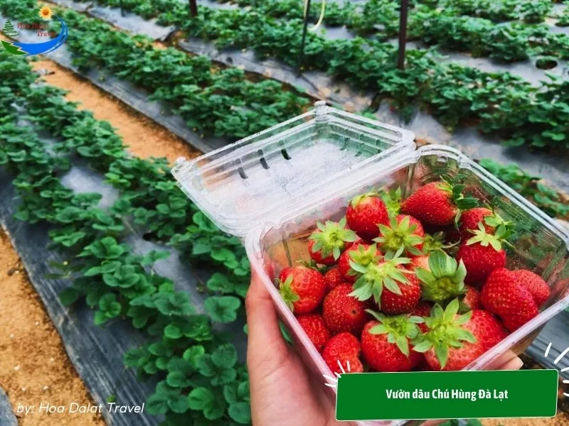 Clean and high-quality strawberries at Chu Hung Strawberry Garden Dalat