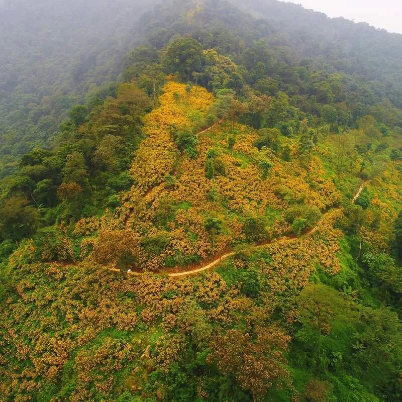 Hill 700 Ba Vi, a stunning wild sunflower viewing spot with vast golden hills stretching as far as the eye can see