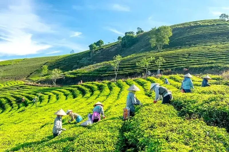 Green coffee hills at Cau Dat Farm, Da Lat, Vietnam, where visitors can experience the organic coffee production process.