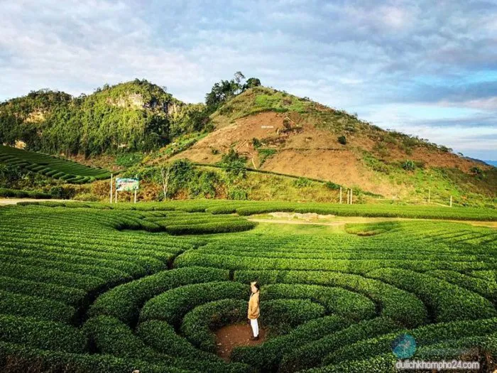 Heart-shaped tea hills of Moc Chau