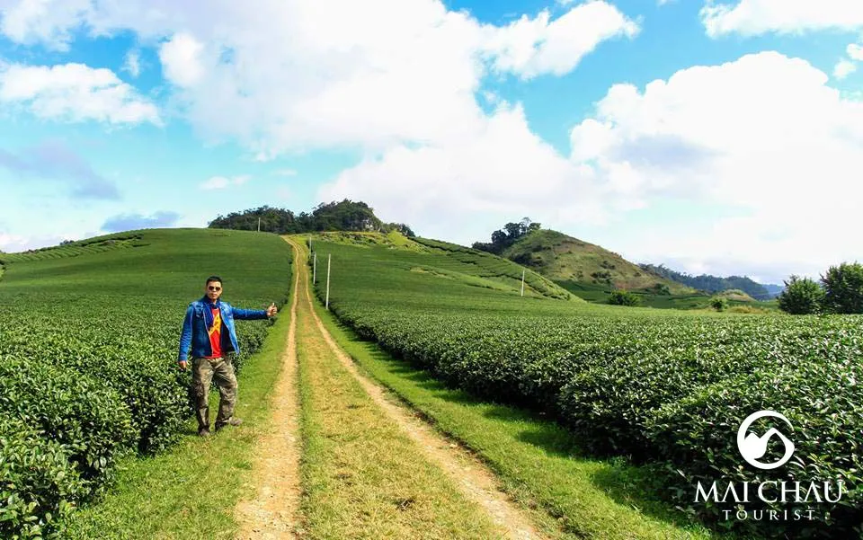 Heart-shaped tea hill at Moc Suong Tea Plantation in Moc Chau.