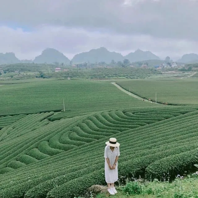 Đồi chè Mộc Châu - Điểm đến thu hút du khách