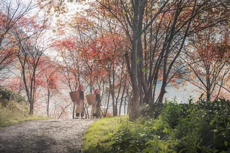 Vast O Quy Ho tea hill interspersed with rows of cherry blossom trees