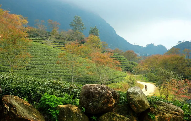 O Quy Ho tea hill stretching across the Hoang Lien Son mountainside