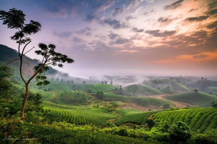 Picturesque Phu Tho tea hills