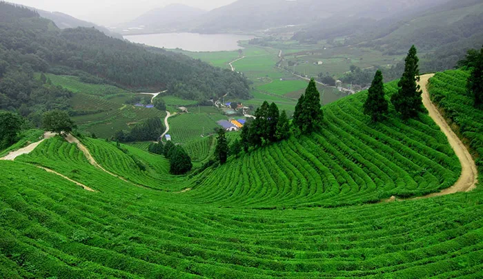 Đồi chè Tân Cương trải dài xanh mướt tầm mắt