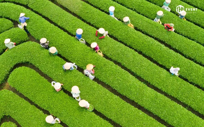 Đồi chè trái tim Mộc Châu xanh mướt