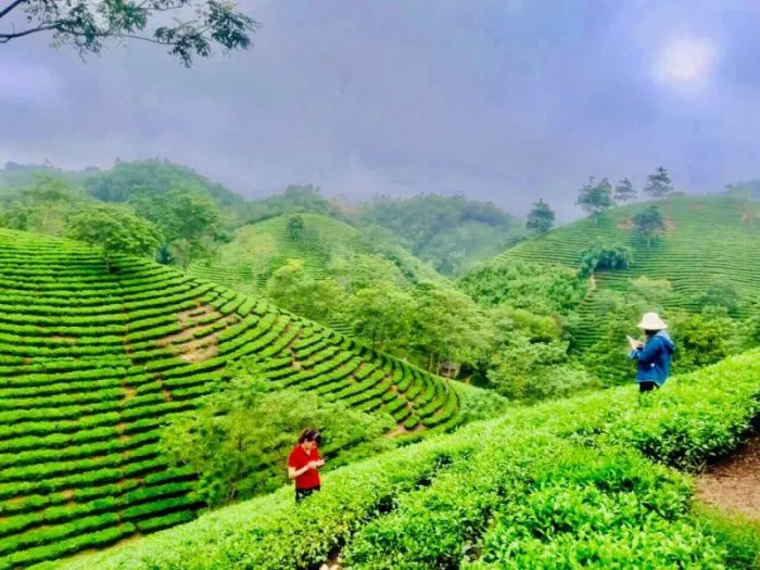 Lush green Tuyen Quang tea hills