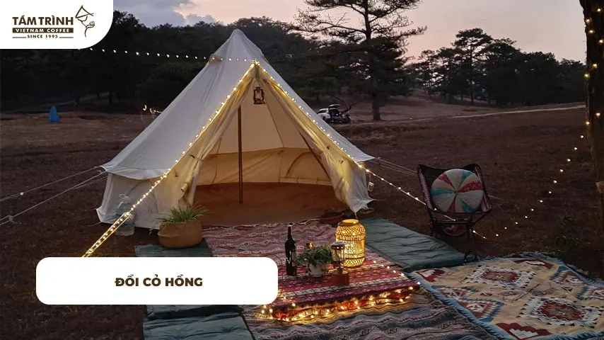Đồi Cỏ Hồng điểm cắm trại độc đáo mùa cỏ hồng