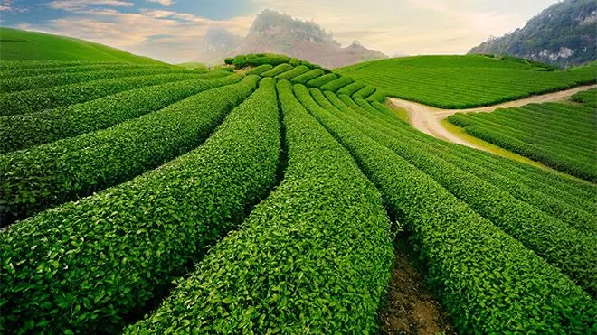 Tan Cuong tea hills in Thai Nguyen, an ideal destination for nature and tea lovers