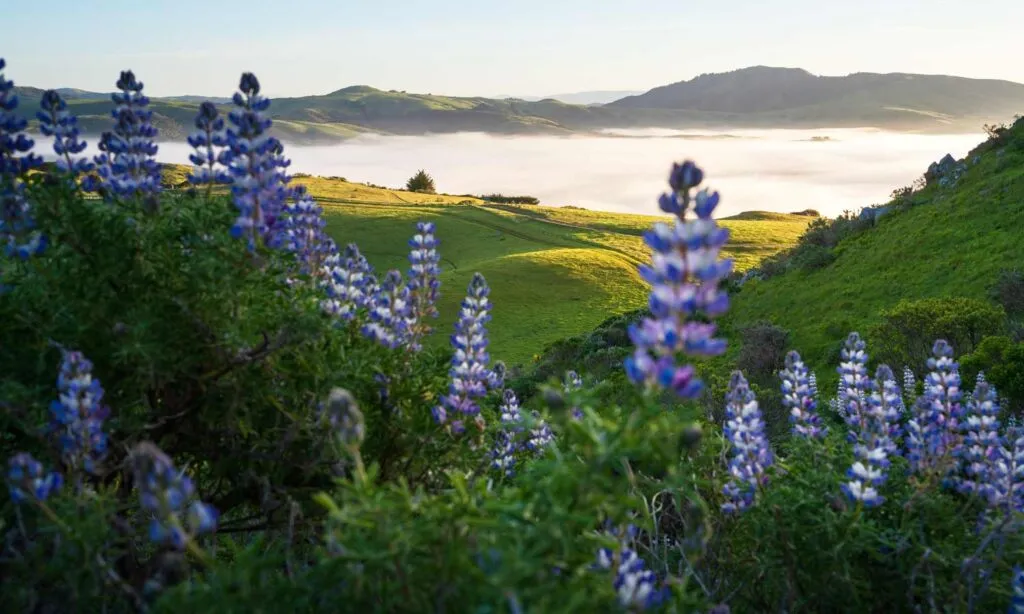 Visitors admiring wildflowers on a hillside, respecting and protecting nature.