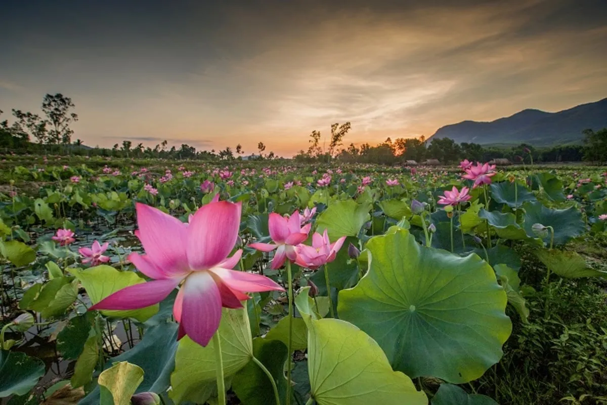 Tourists enjoy taking photos in the Tra Vinh lotus field during summer