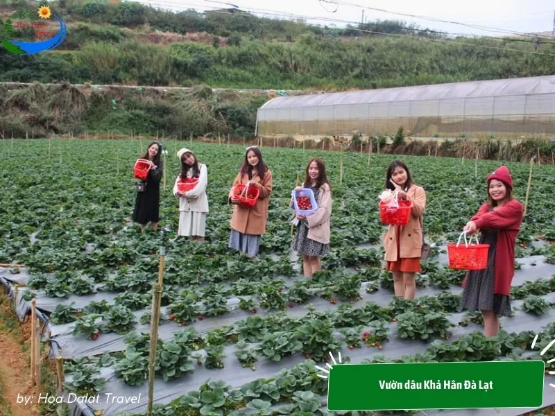 Tourists excitedly taking photos and picking strawberries at Kha Han Strawberry Garden Dalat