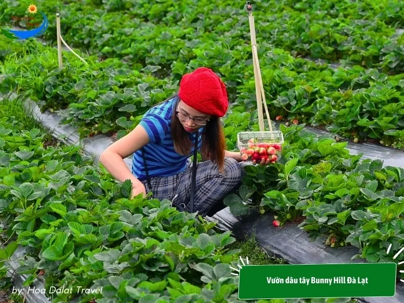 Tourists excitedly picking clean strawberries at Bunny Hill Strawberry Garden Dalat