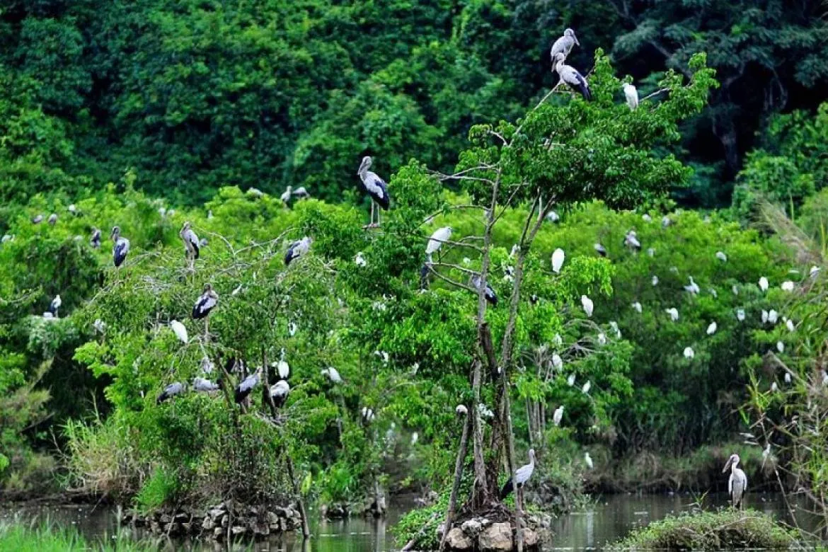 Tourists excitedly watch birds flying in Thung Nham bird garden at sunset