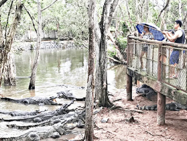 Tourists enjoy crocodile fishing activity in Can Gio