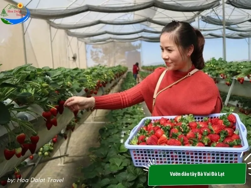 Tourists experiencing picking ripe strawberries at Ba Vai Strawberry Garden Dalat