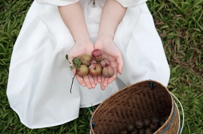 Tourists picking plums at the Moc Chau Plum Picking Festival