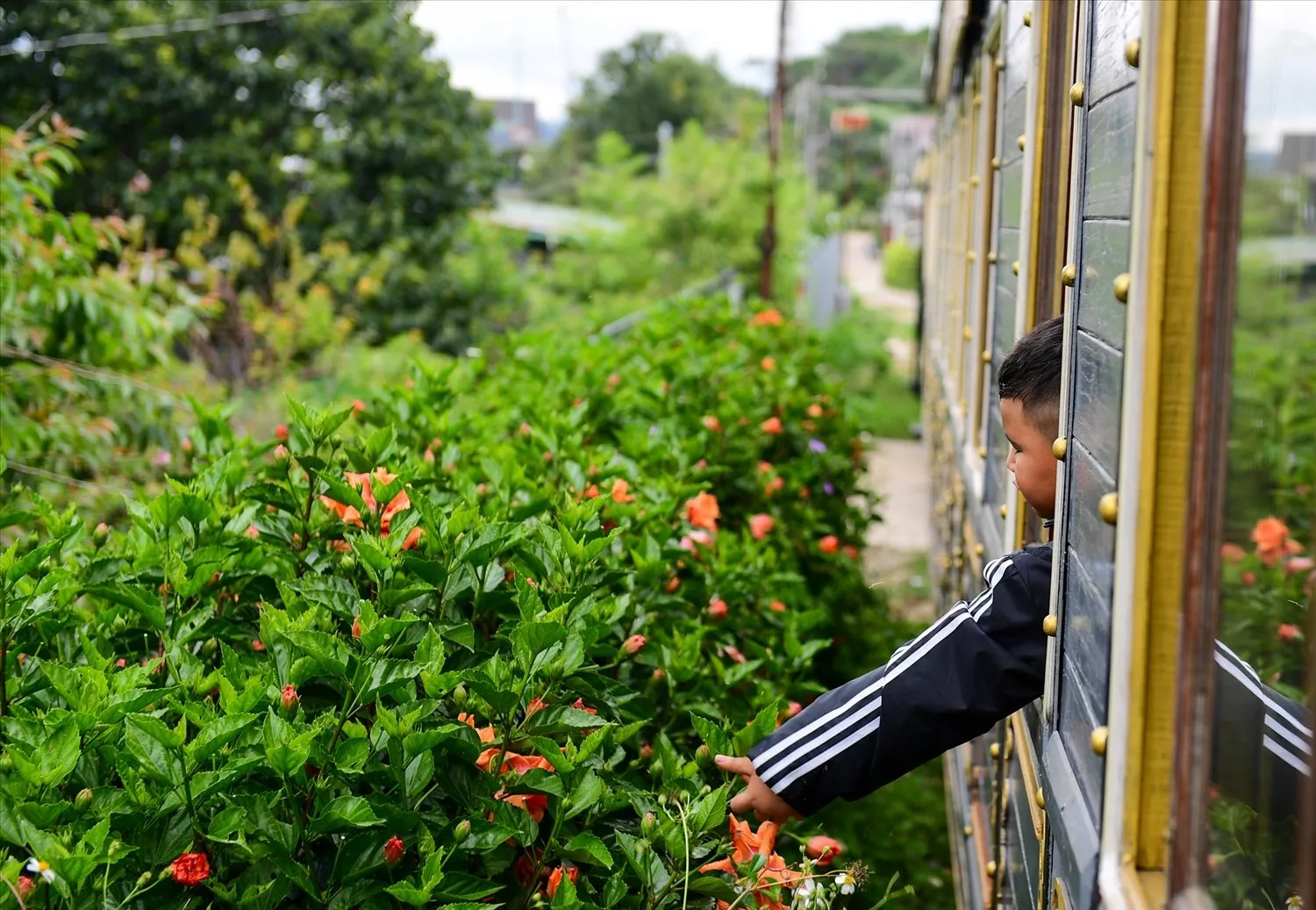 Tourists experiencing the atmosphere and scenery of Da Lat on a vintage train