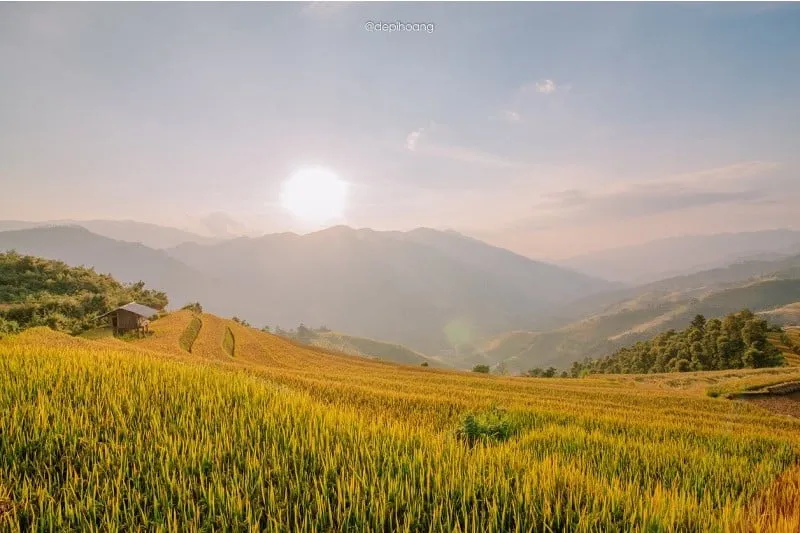 Golden ripe rice terraces in Mu Cang Chai during harvest season.