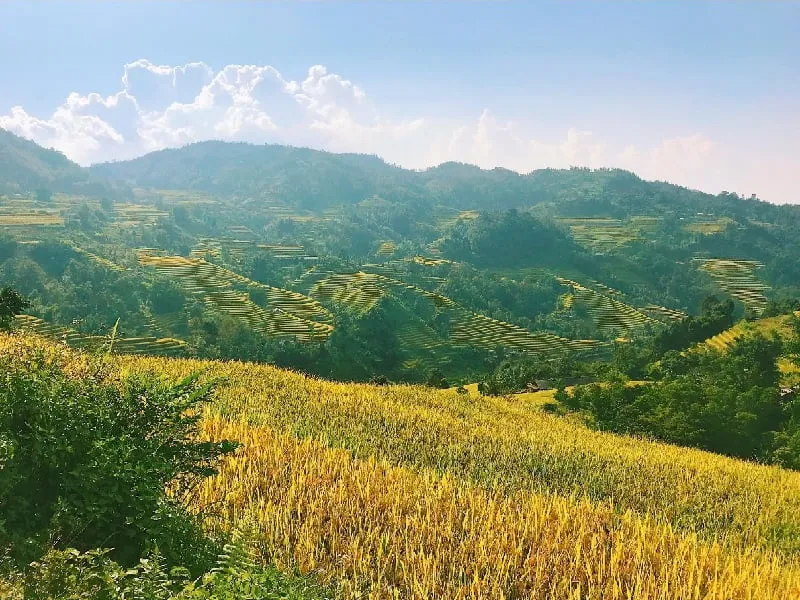Golden terraced rice fields in Hoang Su Phi, a masterpiece created by ethnic people.