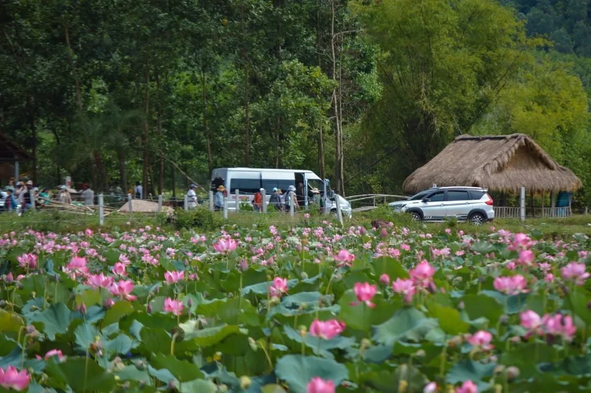 Road to Tra Vinh lotus field with peaceful countryside scenery