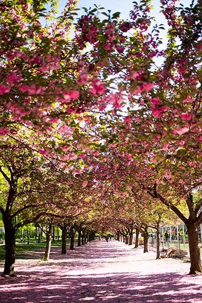 A street covered by blooming cherry blossom trees