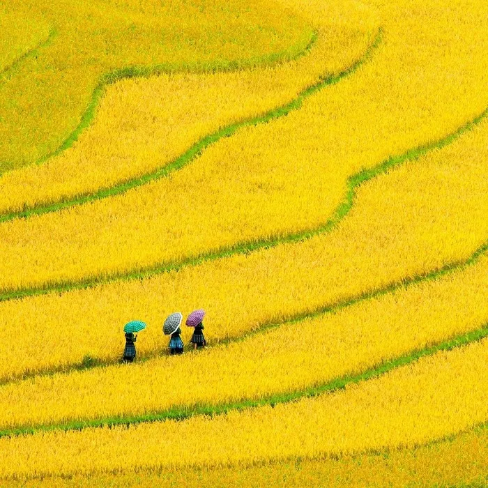 Paragliding festival 'Flying over the Golden Season' at the Terraced Fields Festival