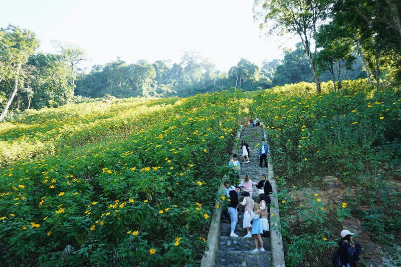 Outfit suggestions for Ba Vi wild sunflower photos, helping you have harmonious and impressive shots