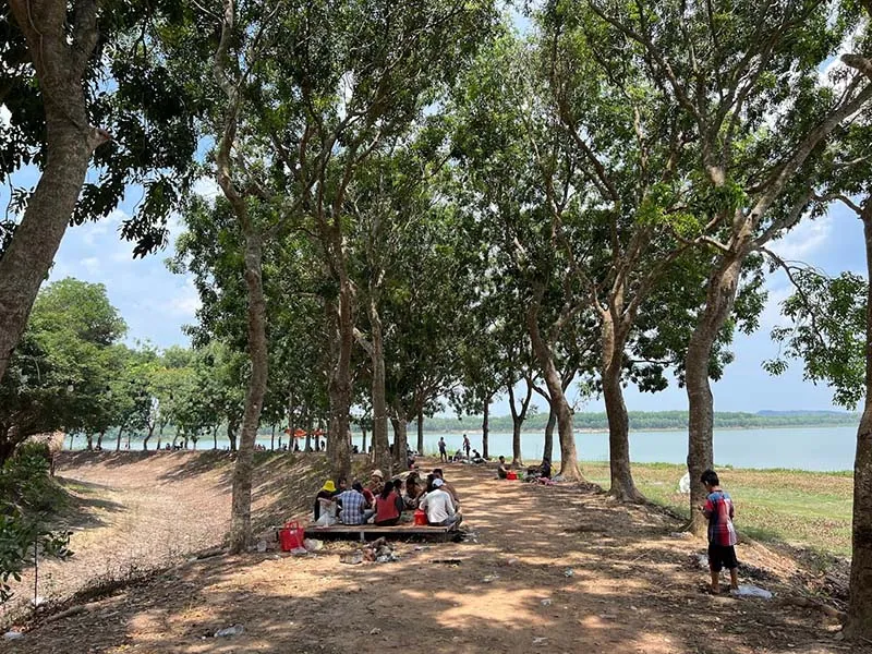 Rows of green trees providing shade at Phu Gia Farm