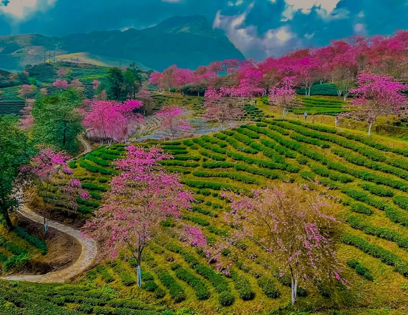Rows of cherry blossoms showing off their vibrant pink color on O Quy Ho tea hill in winter