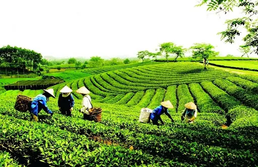 Local people harvesting tea leaves on Tan Cuong tea hill in Thai Nguyen