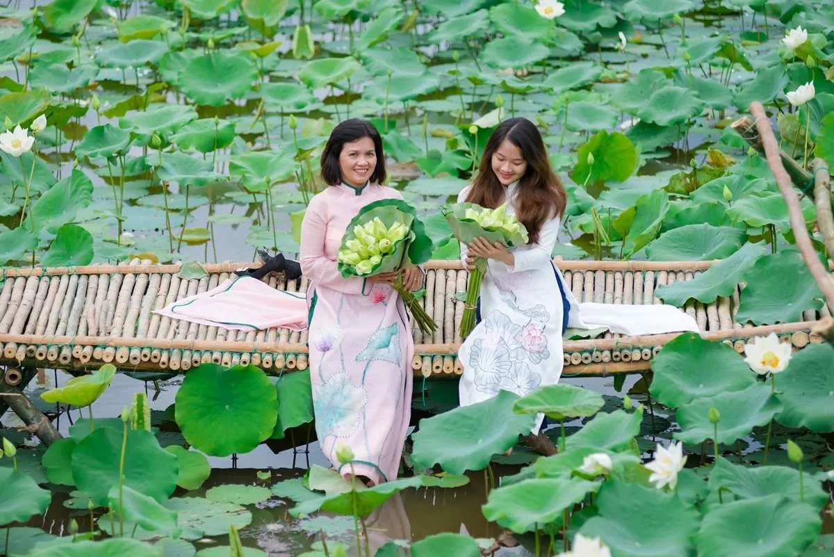 Hồ sen Phước Tích vào mùa hè, với những bông sen trắng hồng khoe sắc dưới ánh nắng mặt trời.
