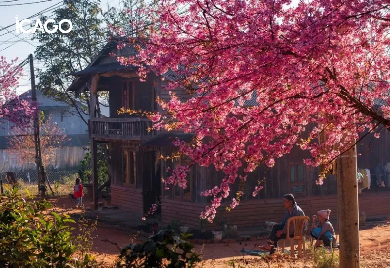 Cherry blossoms create a poetic scenery for Dalat in spring