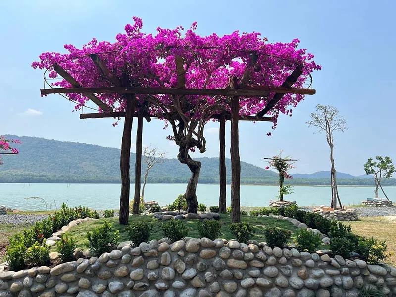 Purple crape myrtle flowers blooming at Bang Lang Glamping