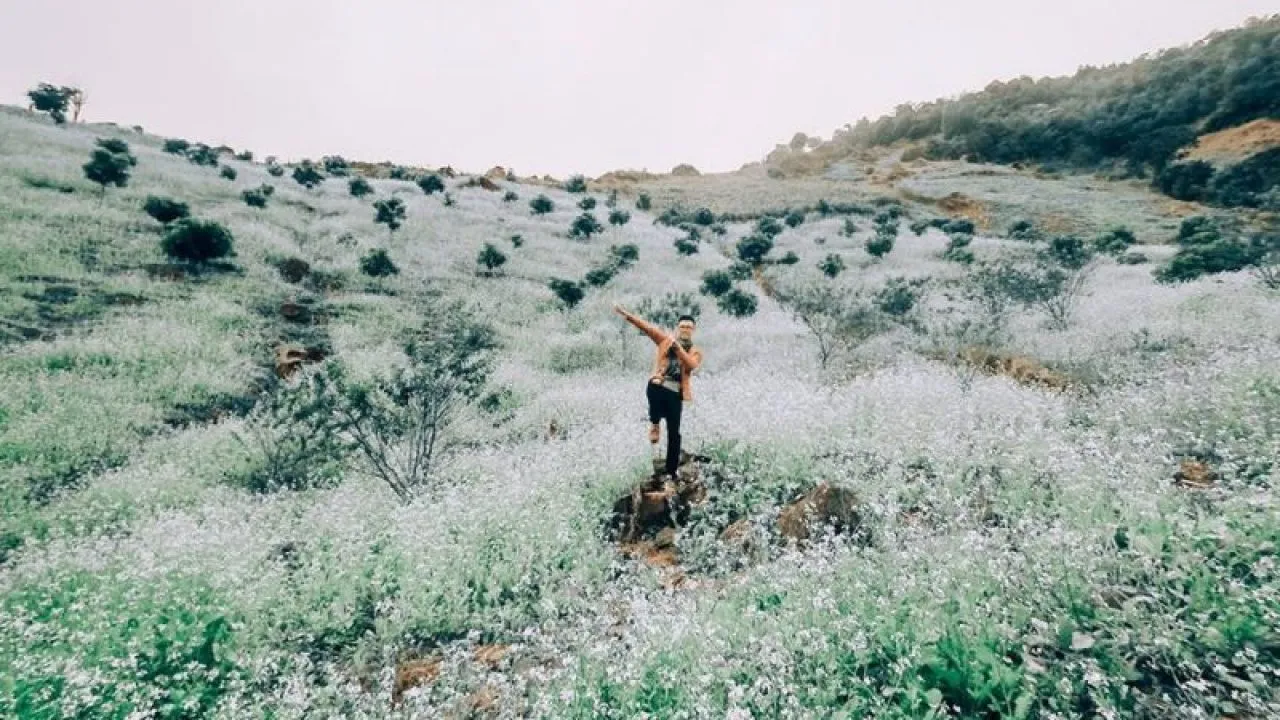Brilliant white mustard flowers in Ban Bua village