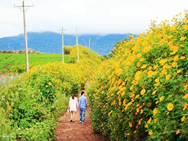 Da Lat wild sunflowers showing off their yellow color in the early morning sun