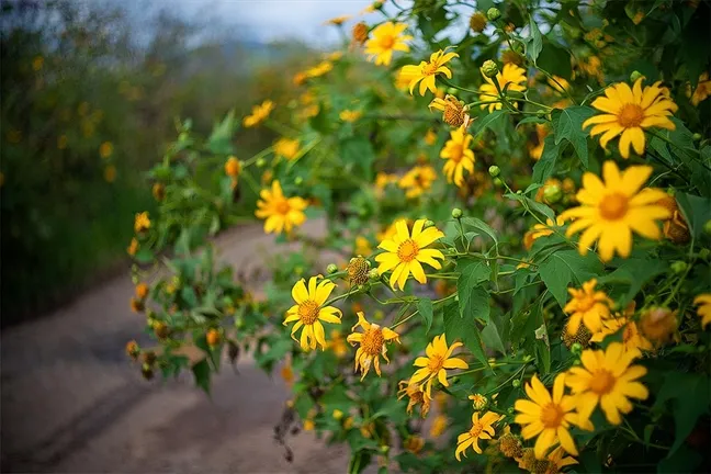 Wild sunflowers blooming in the Da Lat Railway Station grounds