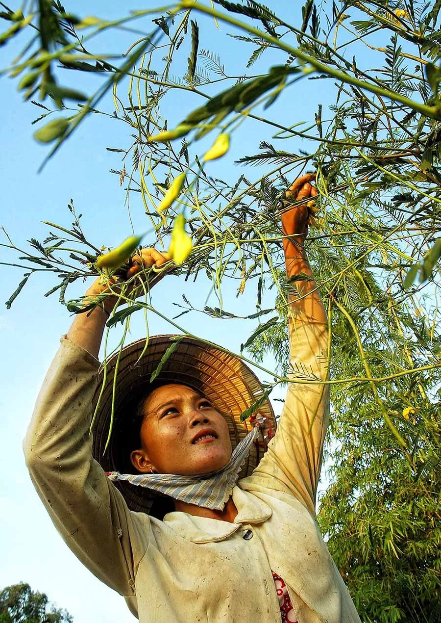 Bright yellow sesbania sesban flowers during An Giang's floating season