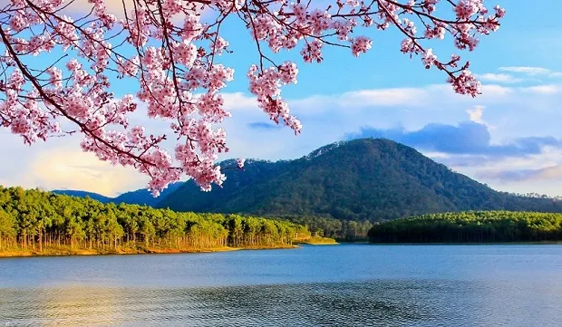 Hoa mai anh đào nở rộ bên hồ Tuyền Lâm, tạo nên khung cảnh lãng mạn cho du khách du lịch hồ Tuyền Lâm Đà Lạt