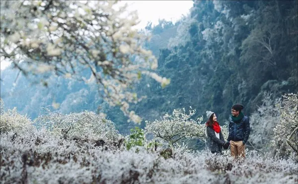 Close-up of white plum blossoms in Moc Chau