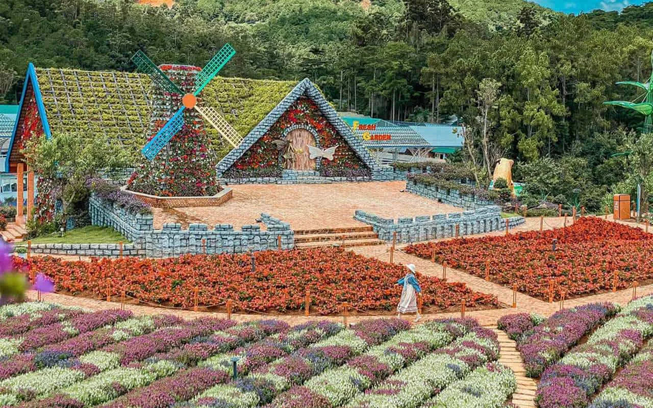 Hoa phượng tím nở rộ khoảng 1 tháng và chỉ có 1 lần duy nhất trong năm tại Đà Lạt