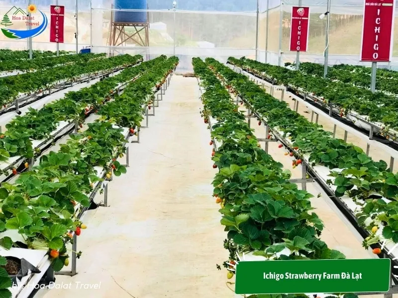 Ichigo Strawberry Farm Dalat grows strawberries using modern hydroponic technology in greenhouses