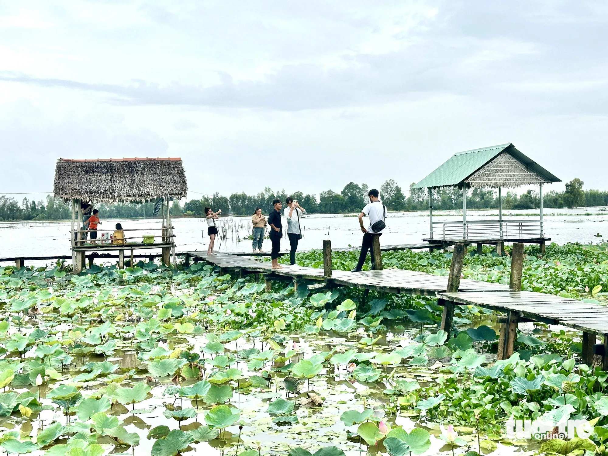 Khách check-in trên cánh đồng sen mùa nước nổi ở Đồng Tháp
