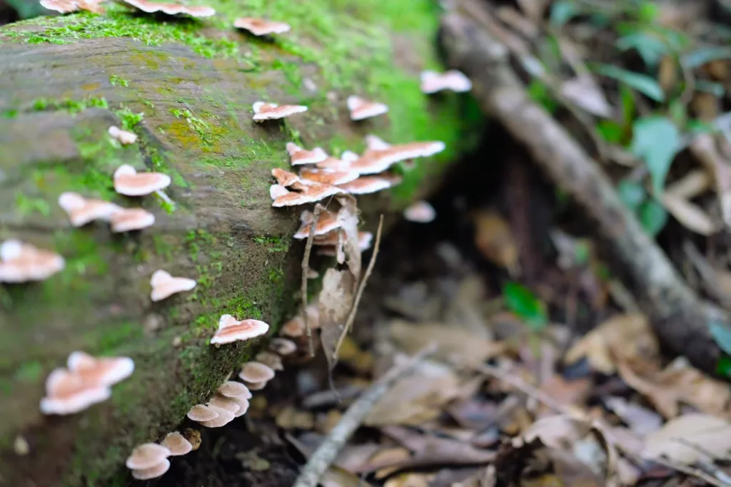 Exploring the diverse ecosystem in Chu Yang Sin National Park