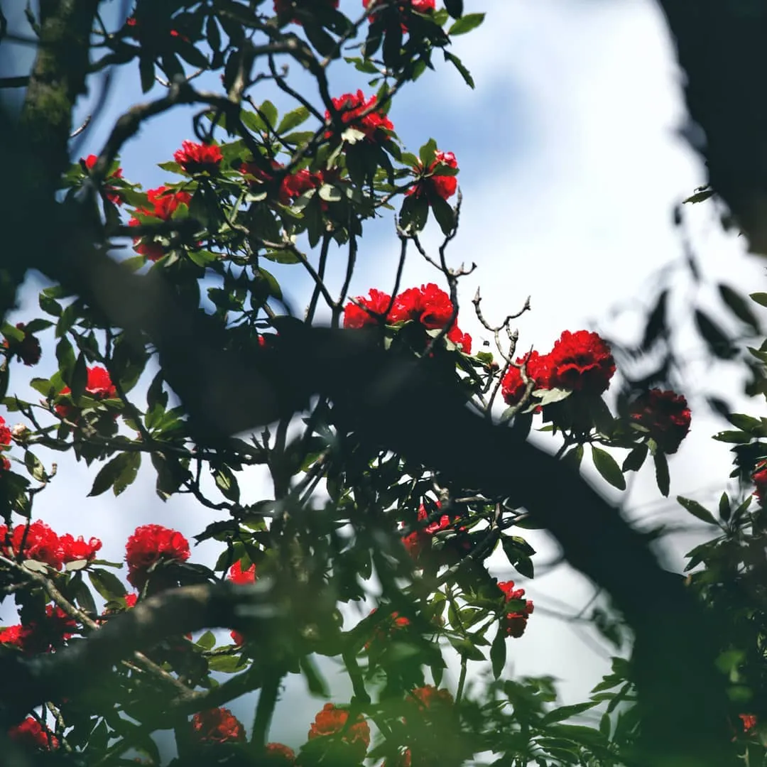 Exploring the rich and diverse flora at Nam Kang Ho Tao.